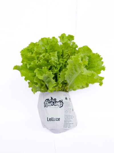Green Lettuce