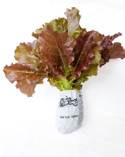 Red Leaf Lettuce