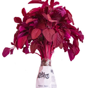 Amaranthus Red
